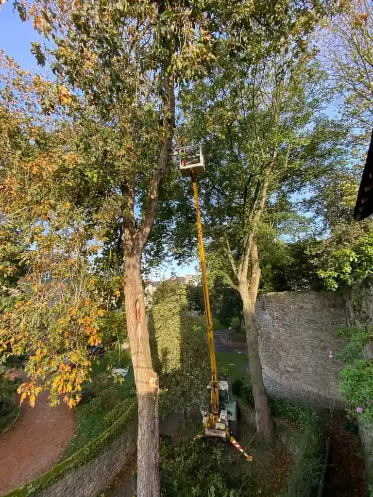 Elagage d'arbre à l'aide d'une nacelle à Dinan
