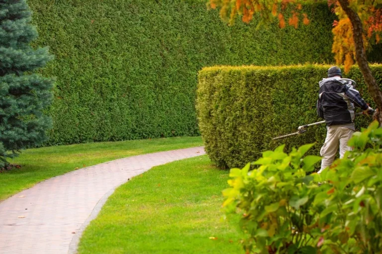 Taille de haie réalisée pour un jardin propre et structuré