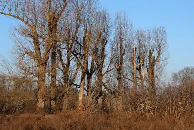Arbres élagués
